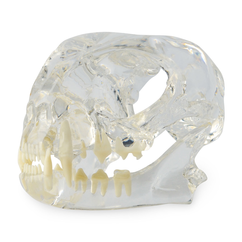 Dental Model - Cat Head Model, transparent