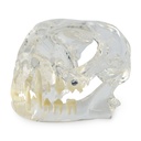 Dental Model - Cat Head Model, transparent