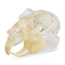 Teeth model "rodent", transparent, jaw-shaped acrylic bloc 