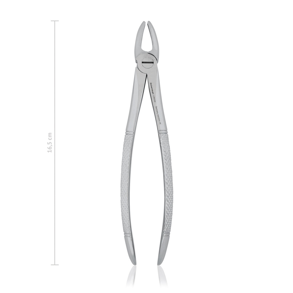 Tooth forceps fig. 1, 16,5 cm, 6 1/2"  