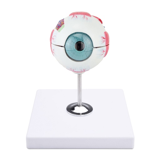 [909040] Eye Model - Anatomical, 6 part, 22 x 16 x 18 cm