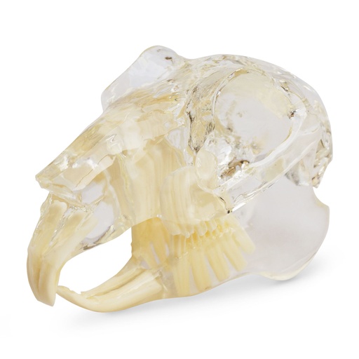 [174091] Teeth model "rodent", transparent, jaw-shaped acrylic bloc 