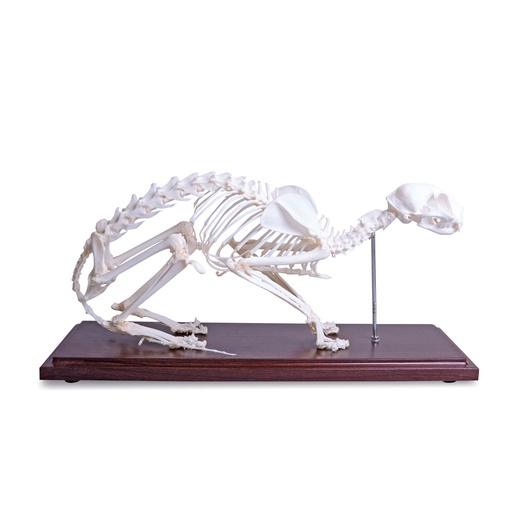 [909005] Cat skeleton